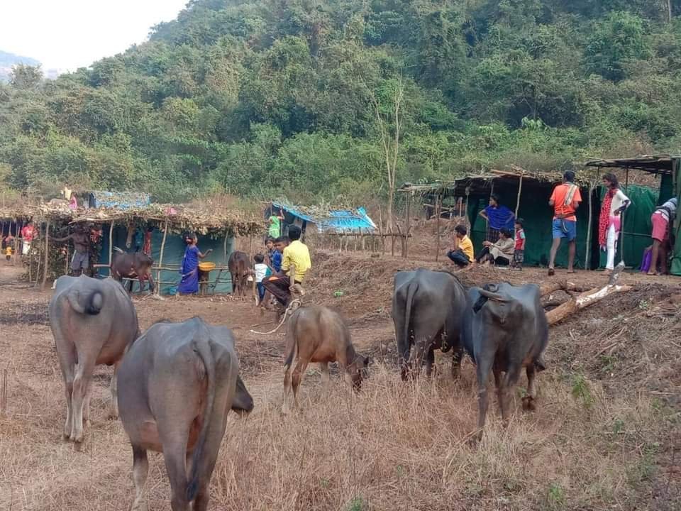 शिराळे गावच्या गावपातळीला सुरुवात;सडुरेच्या जंगलात थाटला संसार