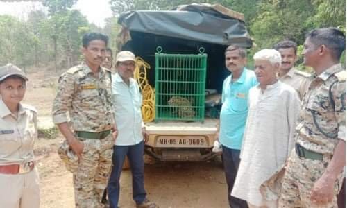 विहिरीत कोसळलेल्या बिबट्याला अखेर वनविभागाने केले जेरबंद
