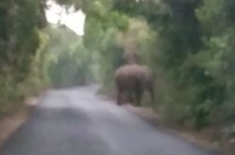 आंबोली नांगरतास येथे हत्तीचे दर्शन