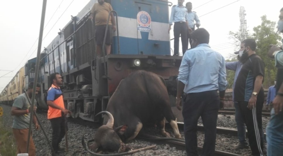 रेल्वेच्या धडकेत गवा रेडा ठार