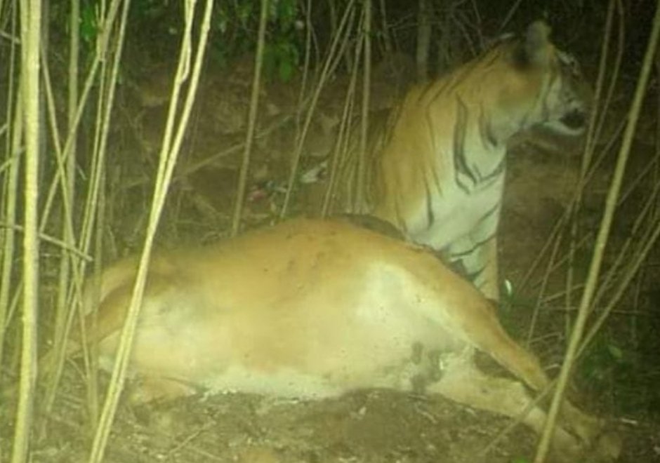 आंबोलीत पट्टेरी वाघाच्या अस्तित्वावर शिक्कामोर्तब