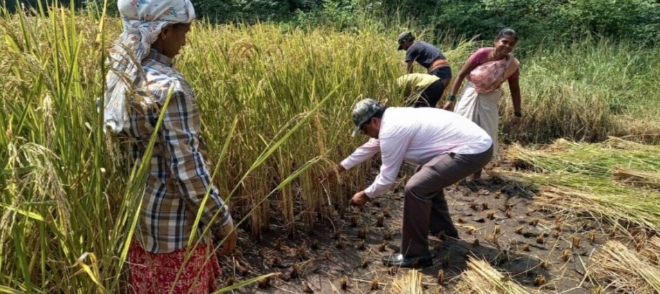 तहसीलदारांनी शेतकऱ्याच्या बांधावर जात केली भातकापणी