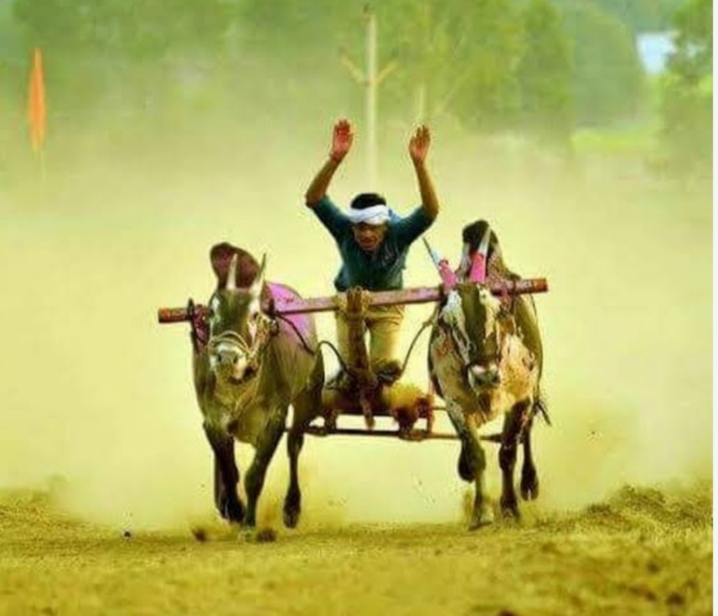 पुन्हा उडणार बैलगाडी शर्यतीचा धुरळा; सर्वोच्च न्यायालयाची सशर्त परवानगी