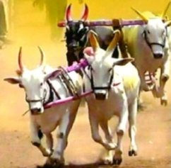 वैभववाडी-नाधवडे येथे उद्या बैलगाडी शर्यत स्पर्धा