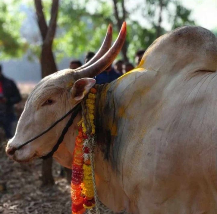 माननीय जिल्हाधिकारी तथा प्राणीक्लेश निवारण समिती अध्यक्षा, सिंधुदुर्ग–पत्र