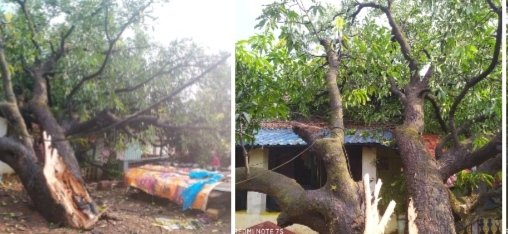 पावसामुळे गुरुनाथ भोगले यांच्या घरावर झाड पडून झाले नुकसान