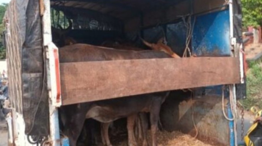 बांदा येथून आजराकडे कत्तलीसाठी गुरे घेवून जाणारा टेम्पो पकडला
