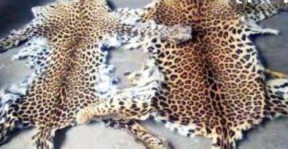 बिबट्या कातडे वाहतूकप्रकरणी आणखी एकास अटक