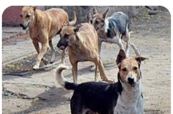 गोठोस मध्ये पिसाळलेल्या कुत्र्याची मोठी दहशत,चावा घेत असल्याने घबराट चार जनावरे दगावली