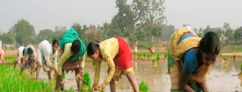 शेतकऱ्यांना प्रोत्साहनपर अनुदानाचा निर्णय पुढील मंत्रिमंडळ बैठकी