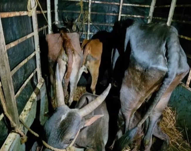 अवैध जनावरांची वाहतूक करणाऱ्या दोघांना अटक