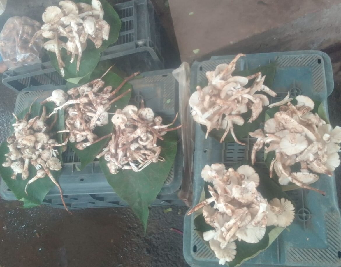 पेडांवरील अळंबी @ दर रुपये १२००+