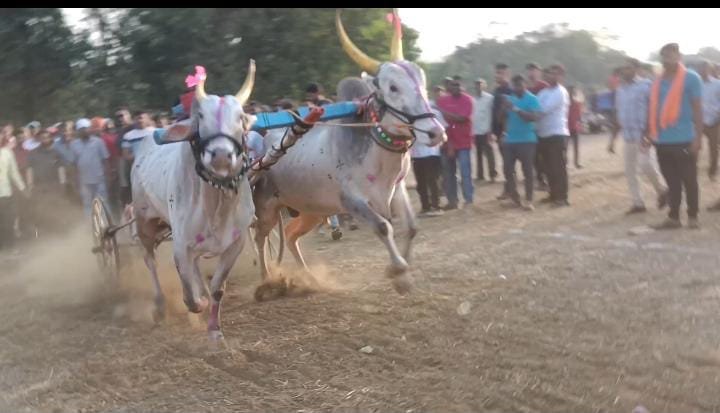 राज्यस्तरीय बैलगाडी शर्यतीत साहिल लाड यांची बैलगाडी प्रथम