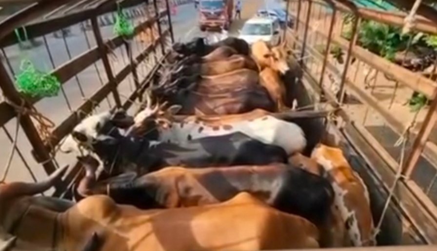 गोरक्षकांनी कत्तलीसाठी गुरे नेणारा ट्रक खारेपाटण चेकपोस्ट येथे पकडला