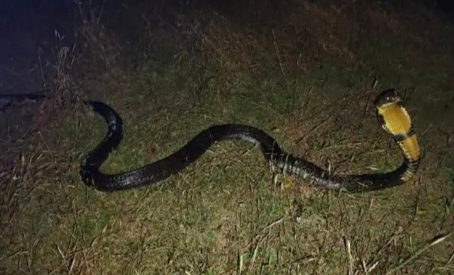 बांबार्डे येथे सर्पमित्र लाडू गवस यांनी 12 फुटी किंग कोब्रा नागास केले रेस्क्यू