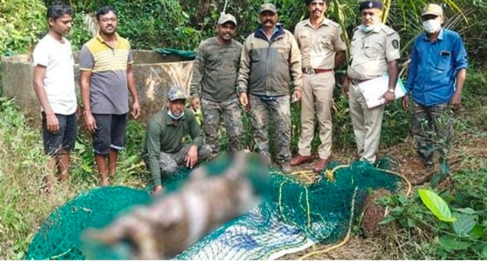 दोडामार्ग-मोरगाव येथे विहिरीत पडल्याने बिबट्याचा मृत्यू