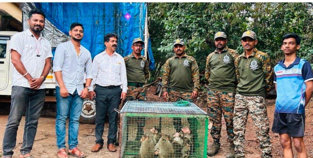 बांदा येथे वनविभागाने पकडले १६ माकड ; माकडांच्या उपद्रवामुळे नागरिकांनी केली होती मागणी