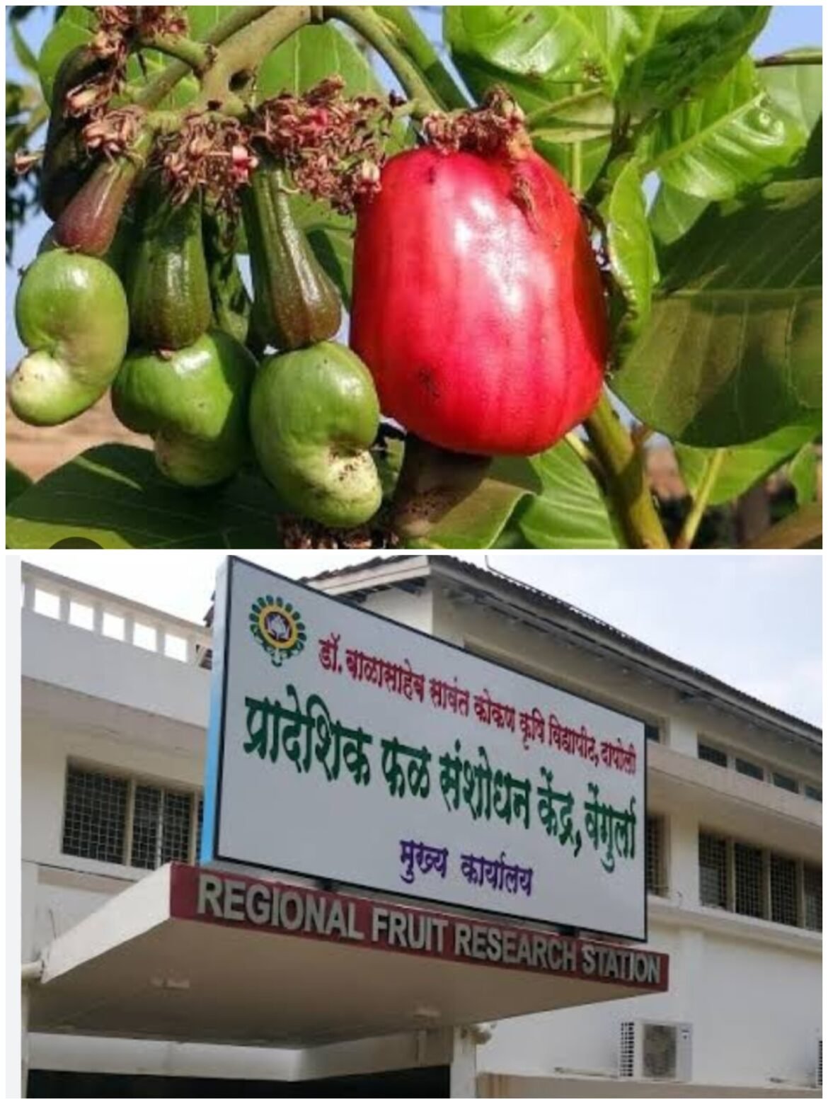 ‘एक जिल्हा एक उत्पादन’ पुरस्कारासाठी सिंधुदुर्गचा समावेश
