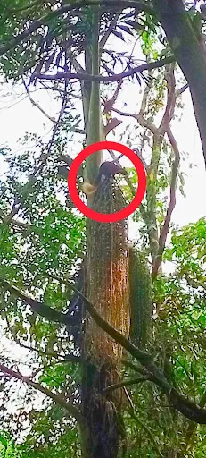 संगमेश्वर देवळे जंगलवाडीत आढळला दुर्मिळ प्राणी ‘ शेकरु!