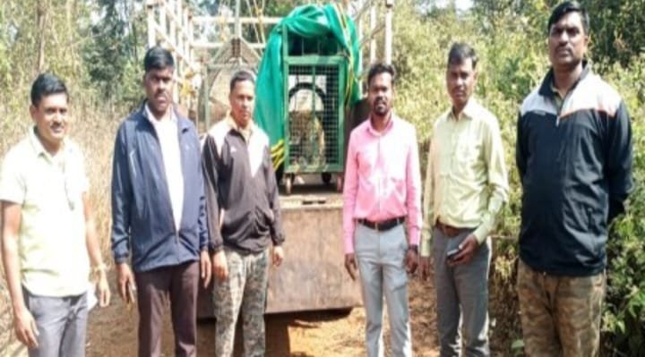 कोंबड्यांची शिकार करण्यासाठी आलेला बिबट्या अडकला खुराड्यात ; वनविभागाने केली बिबट्याची सुटका