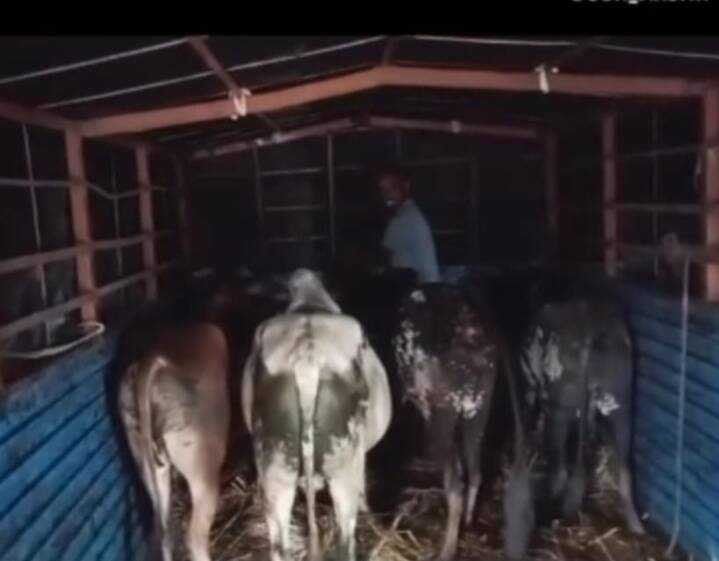 आजरा येथे कत्तलीसाठी जाणाऱ्या गायींचे प्राण गोरक्षकांनी मॅक्सिमो गाडीचा पाठलाग करत वाचवले