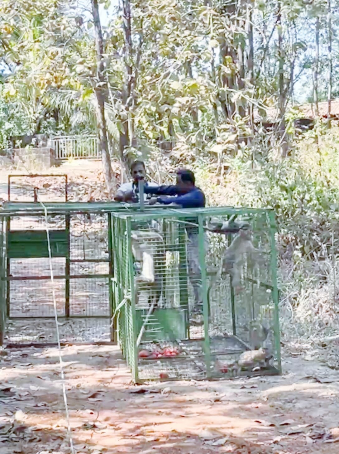 कलमठ गावात माकड पकड मोहीम; ग्रामस्थांकडून समाधान व्यक्त