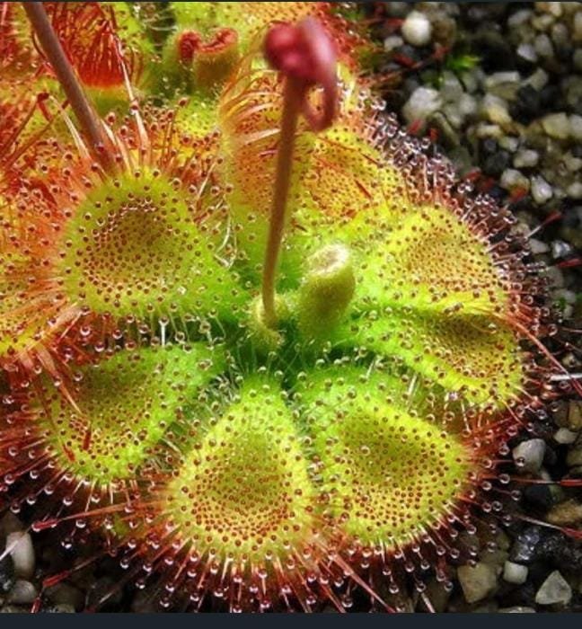 ‘केर’ गावात सापडली दुर्मिळ प्रजातीतील ‘ ड्रॉसेरा बर्मानी’ कीटकभक्षी वनस्पती