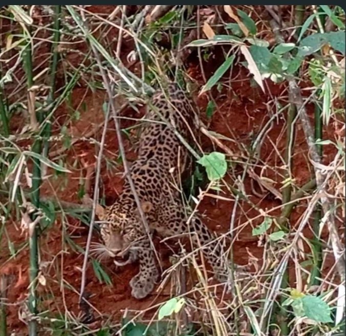 केर मध्ये वनविभागाने जेरबंद केलेल्या बिबट्याचा मृत्यू