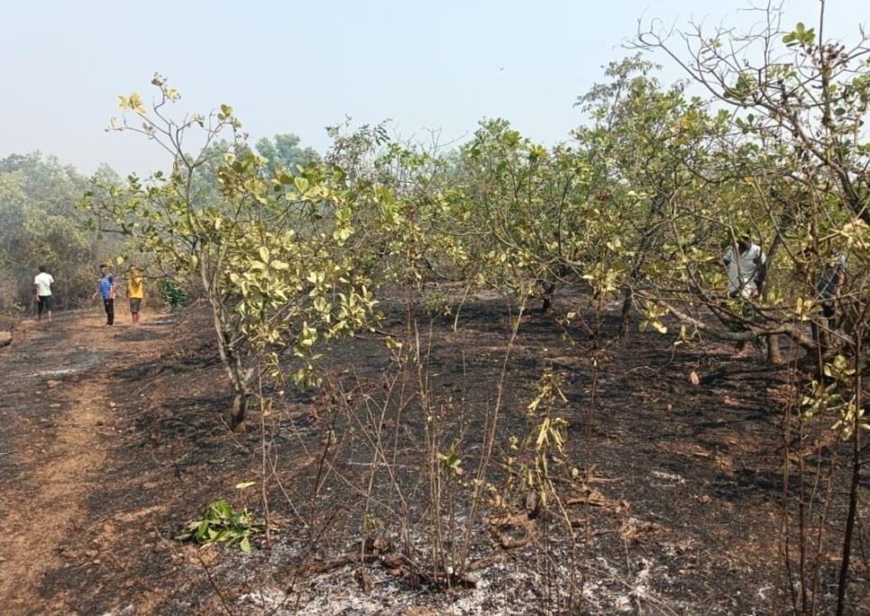 पाडलोस केणीवाडा येथील काजू बागेला आग : लाखो रुपयांचे नुकसान