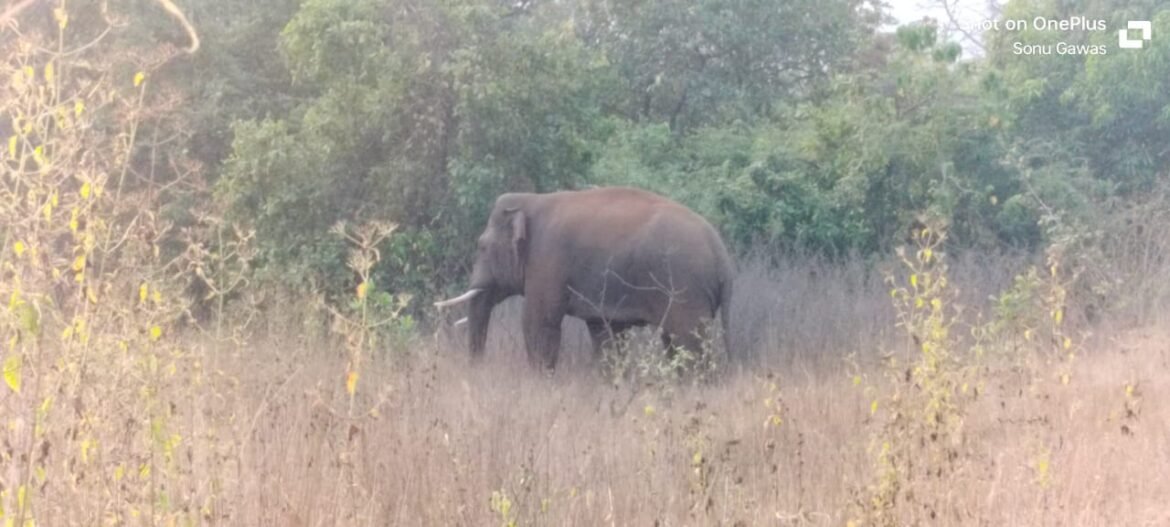 तिलारी खोऱ्यातील हत्तींचा आठ दिवसांत बंदोबस्त करा; अन्यथा सात मार्चपासून वनविभाग कार्यालयासमोर बेमुदत उपोषण