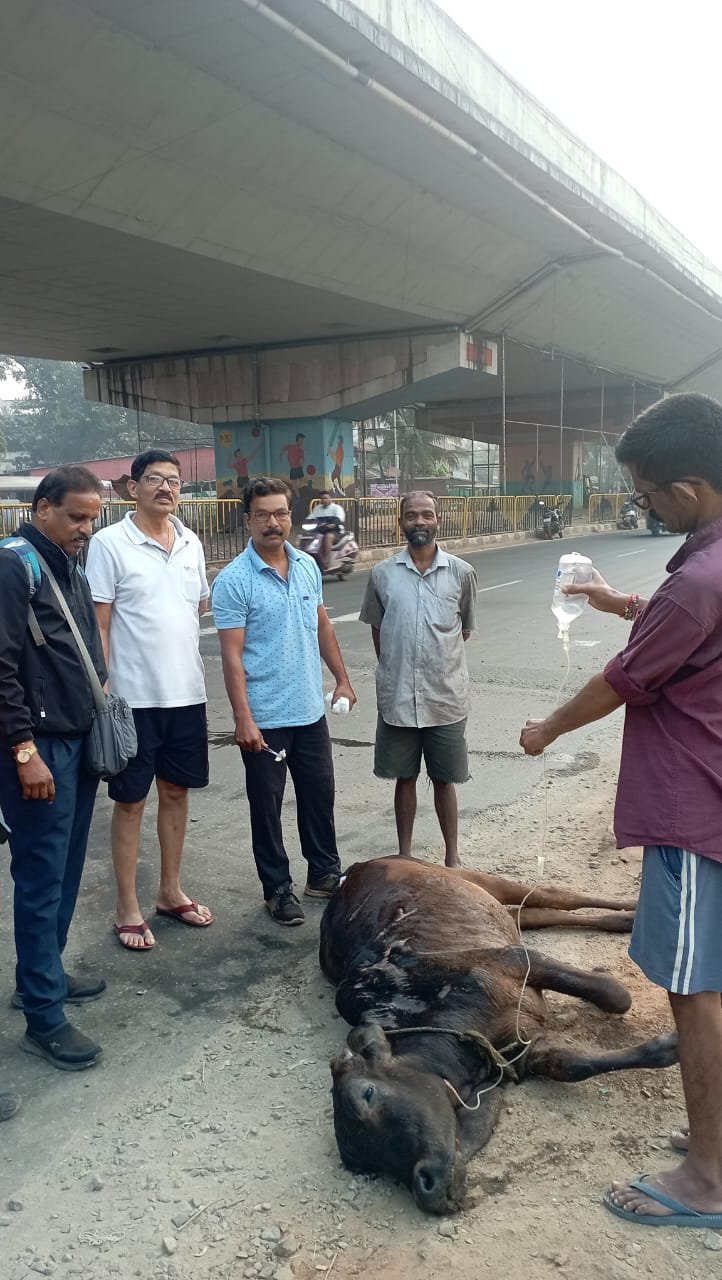 कणकवली शिवाजी चौक येथे अज्ञात वाहनाने बैलाला दिली धडक ..बैल  गंभीर जखमी