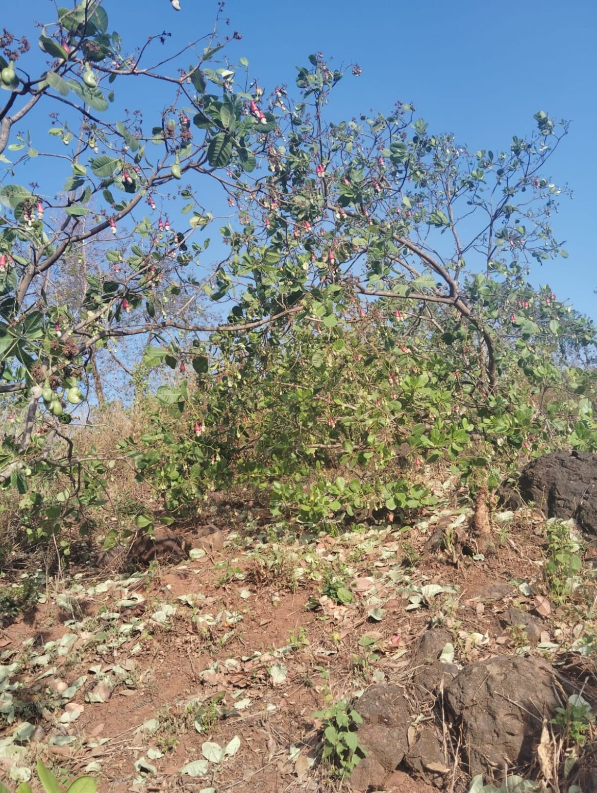 बदलत्या हवामानाचा फटका सिंधुदुर्ग जिल्ह्यातील आंबा काजू पिकाला..