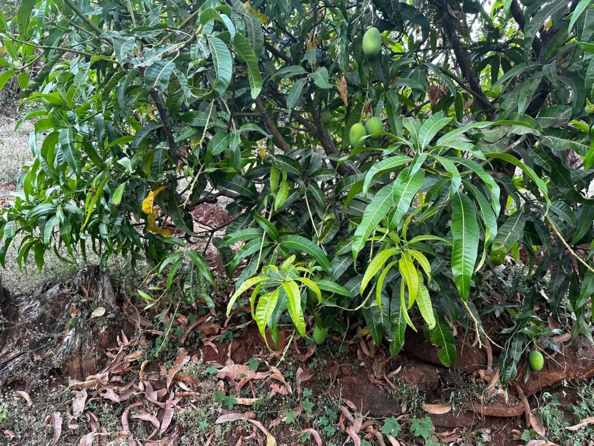 *निमतवाडी सायामळी येथे गवारेड्याचा धुमाकूळ – हापूस आंबा बागायतीचे मोठे नुकसान*