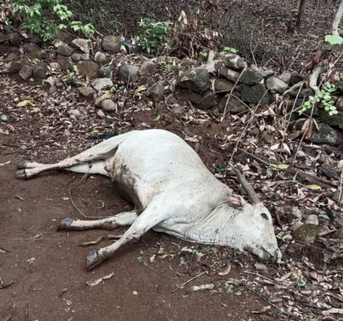 तुटलेल्या वीज तारांचा शॉक लागून बैलाचा मृत्यू.