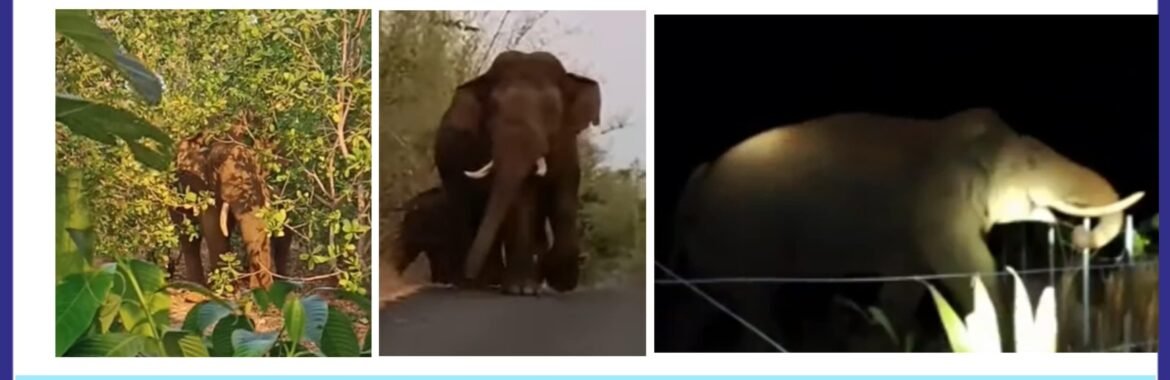 *वन्यहत्तीचा मोर्चा झोळंबेकडे..*