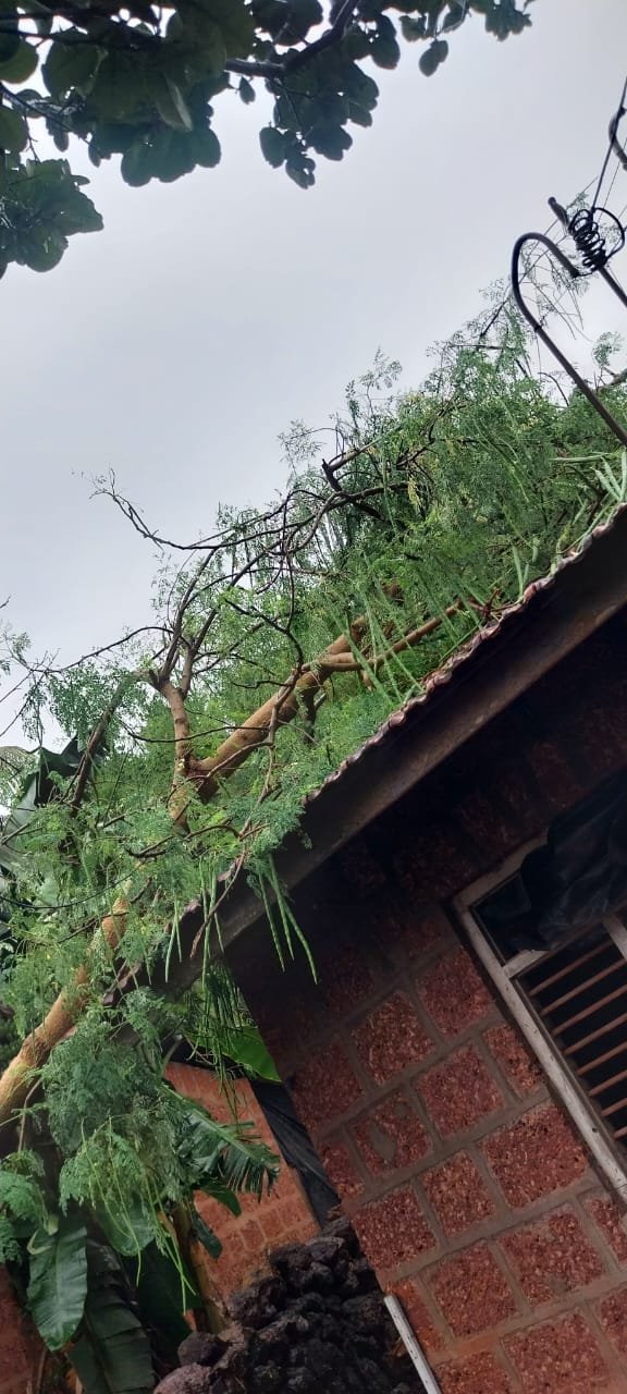 *देवगड तालुक्यात पावसामुळे गिर्ये व नवानगर येथील दोन घरांवर झाड पडून नुकसान*