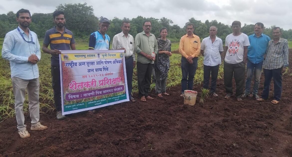 सांडवे येथे नाचणी लागवड तंत्रज्ञानावर शेतकरी प्रशिक्षण