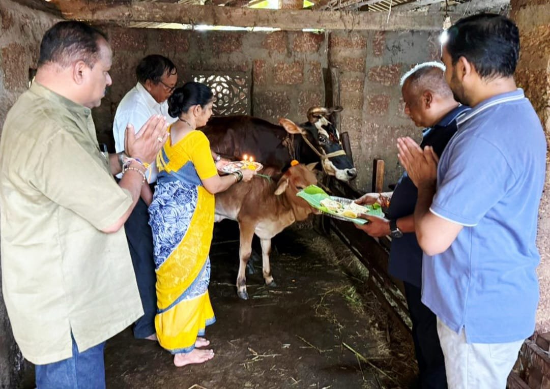 वेंगुर्लेत वसुबारस सणाच्या निमित्ताने ठिकठिकाणी गोमातेचे पुजन करुन उस्ताहात साजरा करण्यात आला