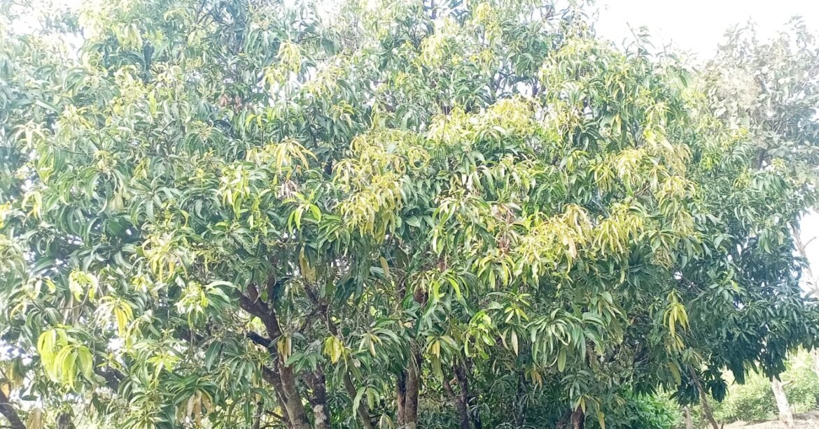 ढगाळ हवामान… थंडी कमी… दिवसा जास्त उकाडा