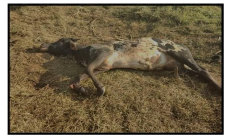 कळणे परिसरात ‘ओंकार’ हत्तीचा हल्ला; बैल ठार