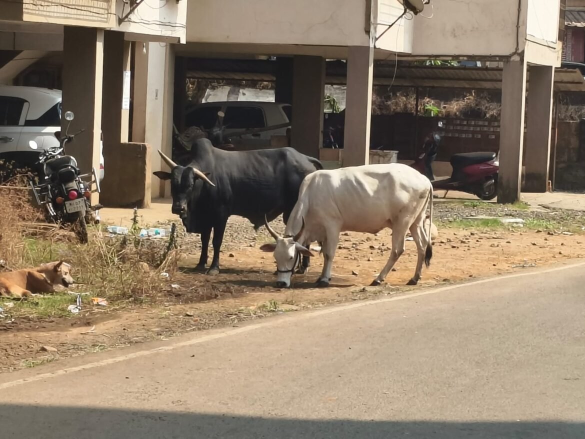 कणकवली शहरात भटक्या जनावरांचा धुडगूस