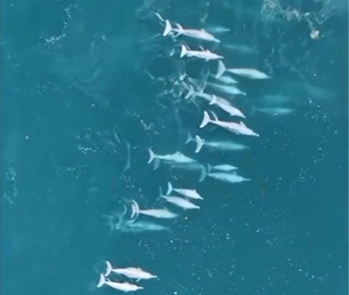 मालवणच्या समुद्रात एकाचवेळी बहुसंख्य डॉल्फिनचे दर्शन..