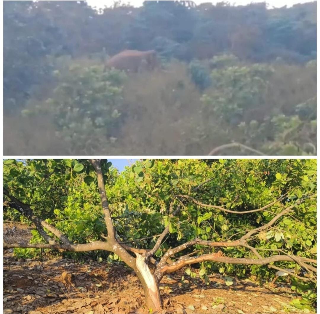 दोडामार्ग येथे हत्तींचा थरार — मुलाने जीव धोक्यात घालून वडिलांचे प्राण वाचवले