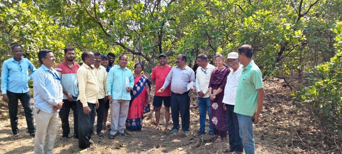 हापूस आंबा पाठोपाठ काजूपिकही संकटात