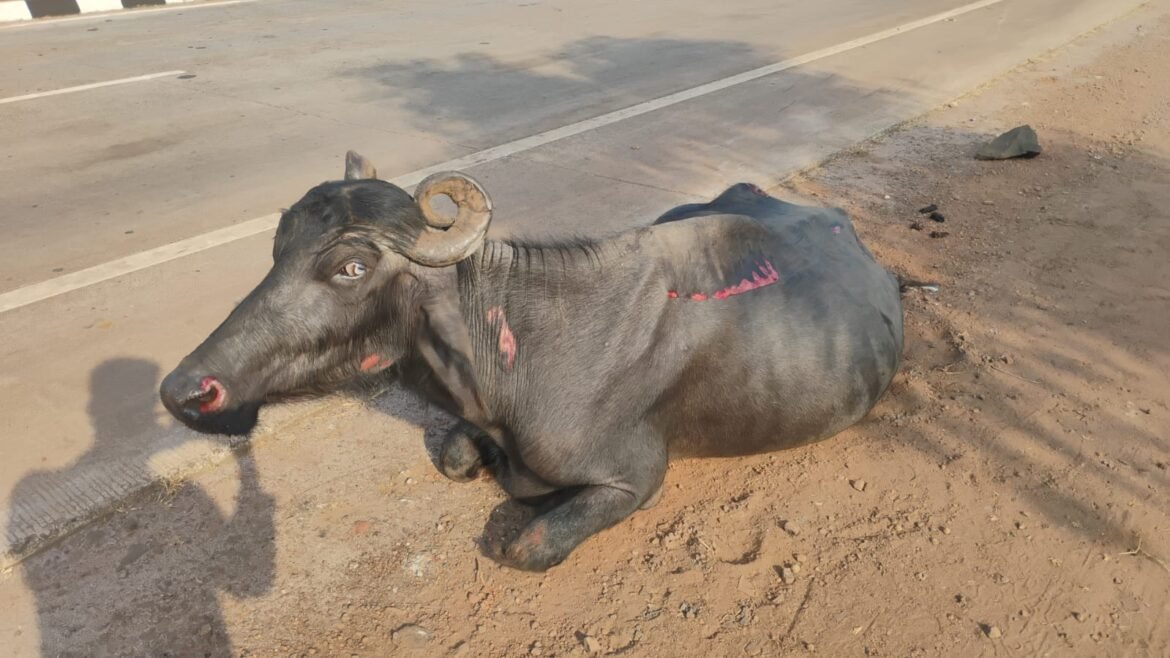 मुंबई-गोवा महामार्गावर भीषण अपघात; पाच म्हशींना अज्ञात वाहनाची धडक, ३ ठार