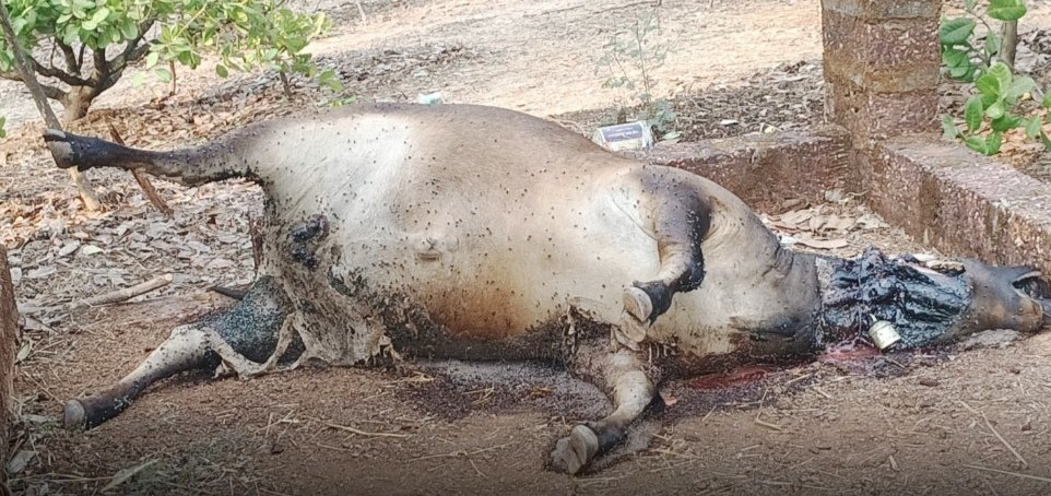 वाघाच्या हल्ल्यात गाभण गायीचा मृत्यू